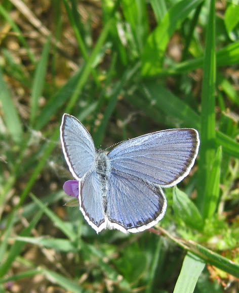 Spotting Image 1