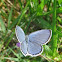 Short-tailed Blue