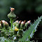 Sow Thistle