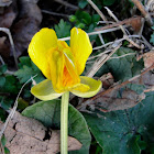 Lesser Celandine