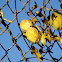 Moth plant pods