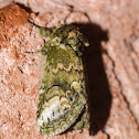 Wavy-lined heterocampa