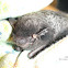 Silver Hair Bat