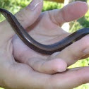 Blindworm