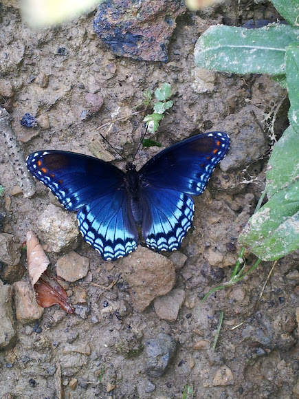 Spotting Image 1