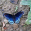 Red-spotted purple butterfly