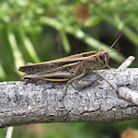 White-Banded Grasshopper