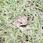 Woodhouse's Toad