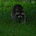 Racoon