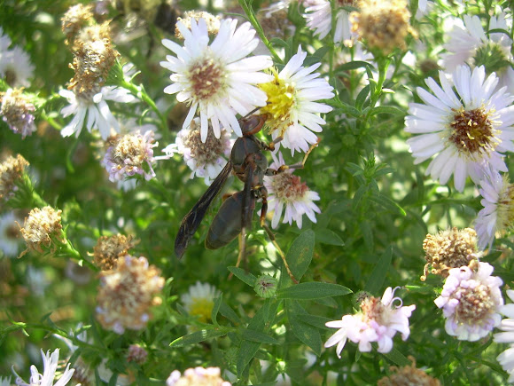 Spotting Image 1