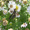 Northern paper wasp