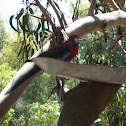 Crimson Rosella