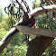 Crimson Rosella