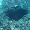 Manta Raya