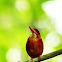 Sulawesi Dwarf Kingfisher