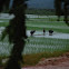 Water buffaloes