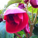 Tuberous begonia