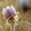 Crocus