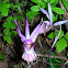 Calypso, Fairy Slipper