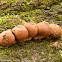 Pear-shaped Puffball