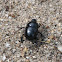 Dung beetle