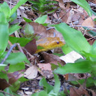 Yellow Rat Snake