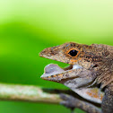 Puerto Rican crested anole