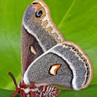 Glover's Silkmoth