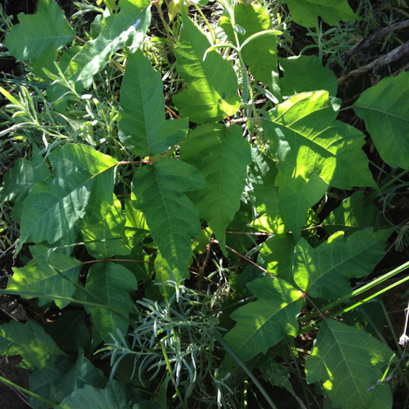Spotting Image 1