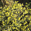 Rockrose