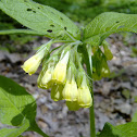 Tuberous Comfrey