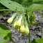 Tuberous Comfrey