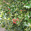 English Holly