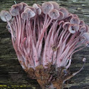 bleeding mycena