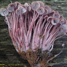 bleeding mycena