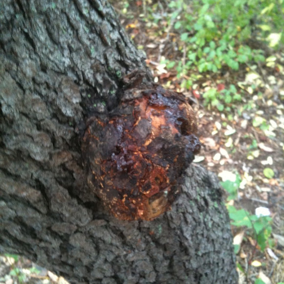 Spotting Image 1