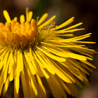 Coltsfoot  Tussilago farfara