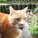 Domestic Cat