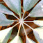 Variegated Schefflera