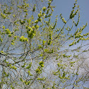 Siberian elm
