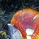 Fly agaric