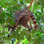 Raccoon