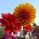 Dahlia in Love