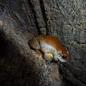 Desert tree frog