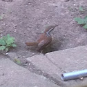 Carolina Wren