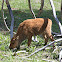 American Bison