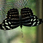 Whitened Bluewing