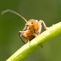 Cantharis fusca (Gemeiner Weichkäfer)
