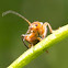 Cantharis fusca (Gemeiner Weichkäfer)