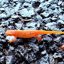 Red Eft salamander